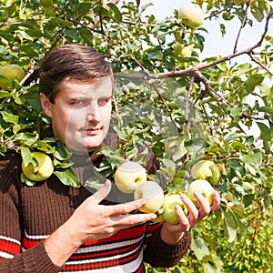 A young man enjoys harvesting apples