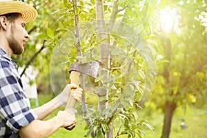 Young man in the farm garden working with axe and cutting the fruit treeon summer day a