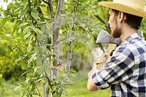 Young man in the farm garden working with axe and cutting the fruit treeon summer day a