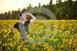 A young man farmer or agronomist examines the quality of rapeseed oil on a rape field. Agribusiness concept