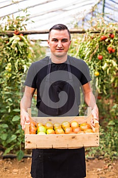 Young man farmer carrying tomatoes in hands in wooden boxes in a greenhouse. Small agriculture business.