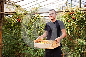 Young man farmer carrying tomatoes in hands in wooden boxes in a greenhouse. Small agriculture business.