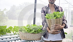 Young man farmer holding basket with chinese cabbage vegetable in hydroponics greenhouse farm