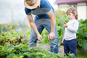 Young man farmer working in the garden, picking strawberries for his daughter