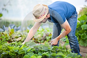 Young man farmer working in the garden