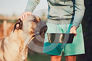 Feeding of the huge dog