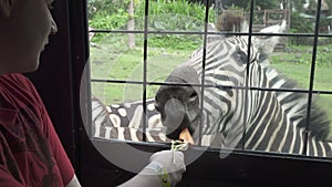 Young man feeds carrots zebra from car window on safari