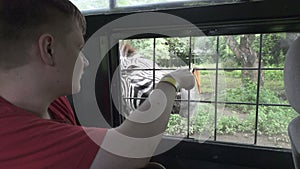 Young man feeds carrots zebra from car window on safari