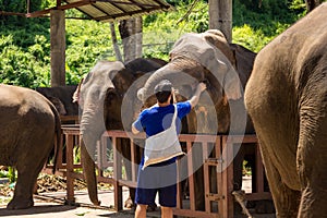 Young man feeds elephants with bananas in a sanctuary in the jun