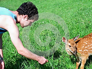 Young man feeds grass little deer on nature