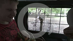 A young man feeds an ostrich carrot through a car window during a safari