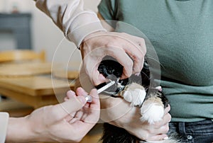 A young man gives medicine to a cat sitting in the arms of a girl.