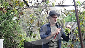 young man in a hat picking green grapes in a vineyard