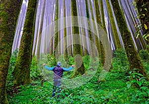 Young man hiker at pine tree forest with white defused fog background at morning