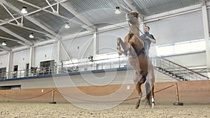 Young man and his beautiful brown stallion rearing up. A brown horse , standing on its hind. Rider with a horse rearing