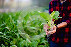 The young man and his salad garden And his happy smile