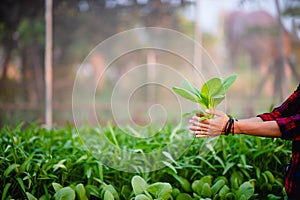 The young man and his salad garden And his happy smile