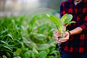 The young man and his salad garden And his happy smile