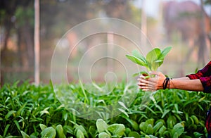 The young man and his salad garden And his happy smile