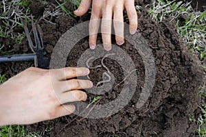 young man hold bunch of soil with earth worms b