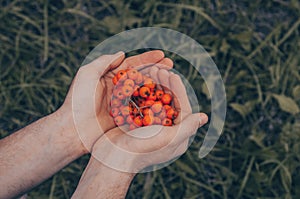 Young man holding an ashberry in his hands, man`s hands holding a bunch of ripe Mountain-ash berries in autumn closeup