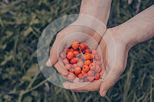 Young man holding an ashberry in his hands, man`s hands holding a bunch of ripe Mountain-ash berries in autumn closeup