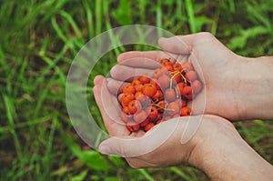 Young man holding an ashberry in his hands, man`s hands holding a bunch of ripe Mountain-ash berries in autumn closeup