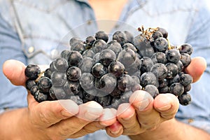 Young man is holding a cluster of Bio San Giovese grape in Italy