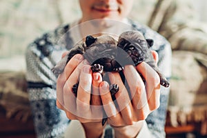 Young man holding pug dog puppies in hands. Little puppies sleeping. Breeding dogs