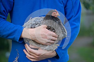 Young man holds small grey Pekin bantam chicken against blue fleece