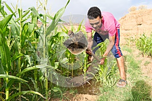 Joven hombre irrigación maíz dulce maíz dulce 