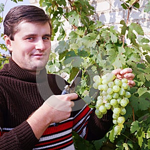 A young man likes to collect grapes