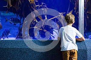 Young man looking at fish and algae tank