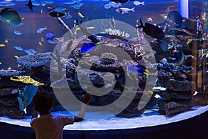 Young man looking at fish in a darkest tank