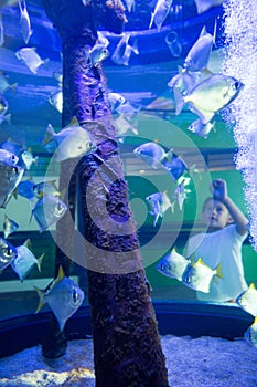 Young man looking at fish in a tank