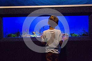 Young man looking at fish tank