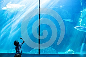 Young man looking at a sea turtle swimming