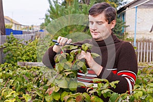 A young man makes an autumn pruning of raspberries