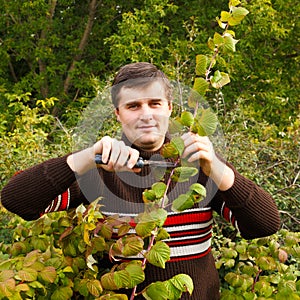 A young man makes an autumn pruning of raspberries