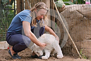 Young man makes friends with white lioness cub