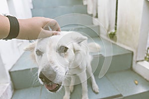 Young man peting his dog by touching its head with happy face on