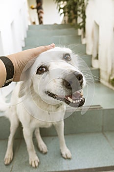 Young man peting his dog by touching its head with happy face on