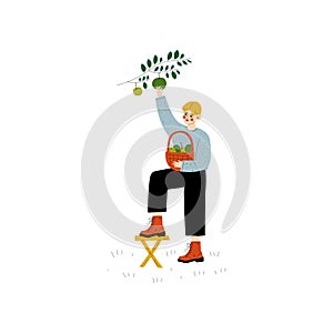 Young Man Picking Apples From Tree, Guy Working in Garden or Farm Vector Illustration