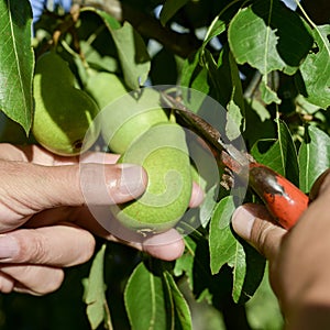 Young man picking a pear from the tree