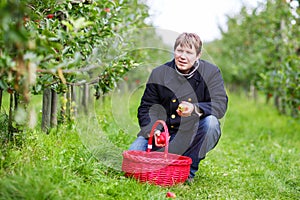 Young man picking red apples in an orchard