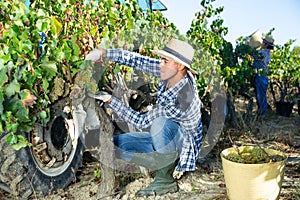 Young man picking ripe white grapes in vineyard