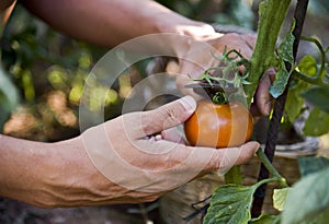 Young man picking a tomato from the plant