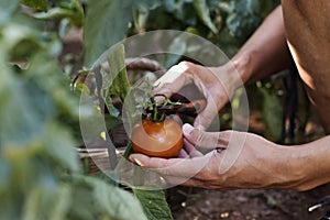 Young man picking a tomato from the plant