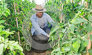 Young man picking underripe tomatoes in small farm garden