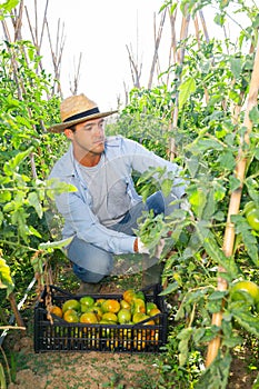 Young man picking underripe tomatoes in small farm garden